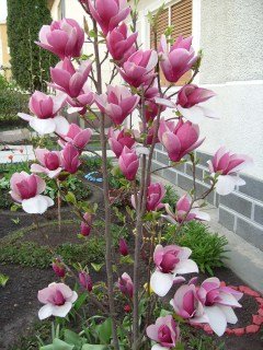 Magnolia_Rustica_Rubra_05