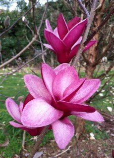 Magnolia_Starburst_01