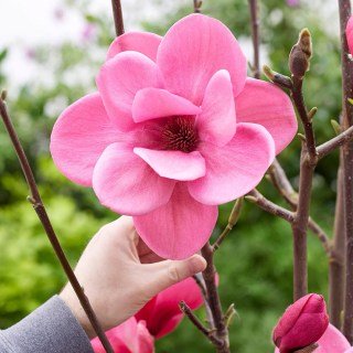 Магнолия Ватермелон (Magnolia Watermelon)