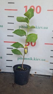 Magnolia_Yellow Latern_2