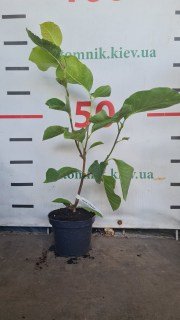 Magnolia_Yellow_Bird