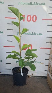 Magnolia_Yellow_Bird_2