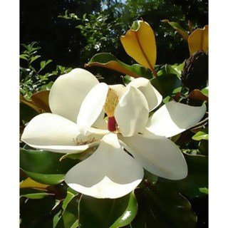 Magnolia_grandiflora_Gallisoniensis_02