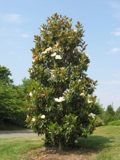 Magnolia_grandiflora_Gallisoniensis_05