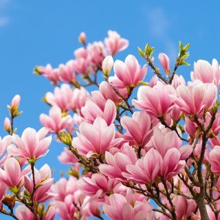 Магнолия Александрина (Magnolia soulangeana Alexandrina)
