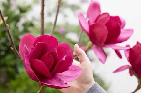 Магнолія Емперор (Emperor, Імператор) 