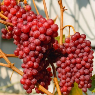 Виноград кишмиш Малиновий (Uva Fragola)
