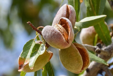 Мигдаль Вікторія [1-річний з відкритим коренем]