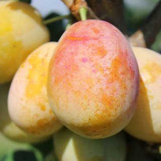 Miracot-Aprimira-400x400