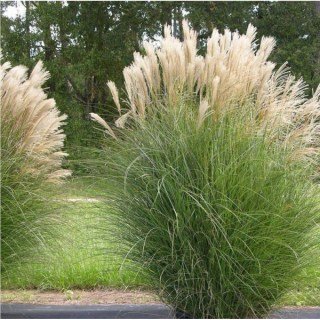 Міскантус китайський Грацієлла (Miscanthus sinensis Graziella)