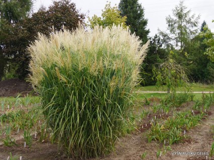 Miscanthus_sinensis_Silberfeder_03
