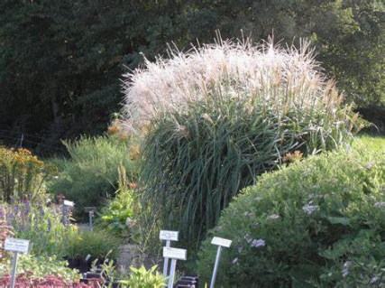 Міскантус Сільберфедер