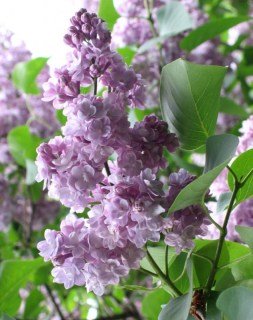 Бузок Мішель Бюхнер (Mishel Buchner) [2-річний в контейнері]