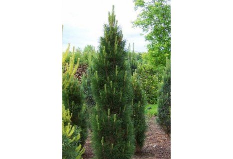 Сосна чорна Молетте (Pinus nigra Molette)