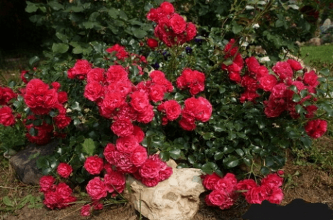 Троянда канадська Морден Кардінет (Morden Cardinette) [контейнер 2л.]