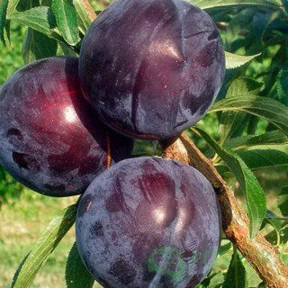 Нектапріум (Nectarine Prium, Нектаринова слива) [2-річний з відкритим коренем]