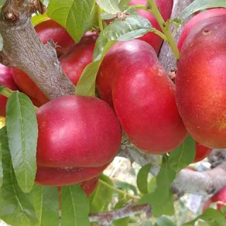 Нектарин інжирний Месембріне (Mesembrine) [1-річний з відкритим коренем]