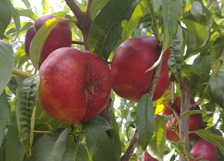 Nektarin_inzhirnyy_Mesembrine_03