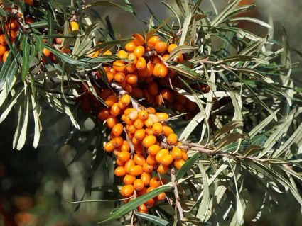 Oblepikha_Orendzh-Revolyushn_03