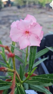 Олеандр Aphrodite