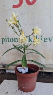 Реальне фото саджанця Олеандр Luteum Plenum, контейнер 1л