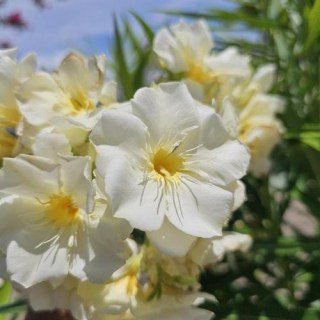 Oleandr_Luteum_Plenum_04