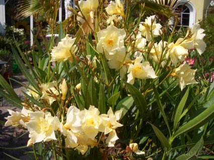 Oleandr_Luteum_Plenum_06