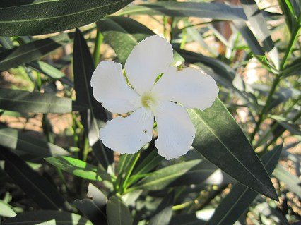 Oleandr_Sister_Agnes_02