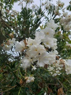 Олеандр Сістер Агнес (Sister Agnes)