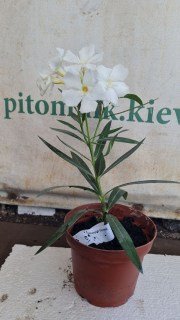 Реальні фото саджанця Олеандр Sister Agnes в контейнері 1л