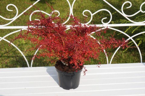 Барбарис Тунберга Оранж Дрім (Orange Dream)