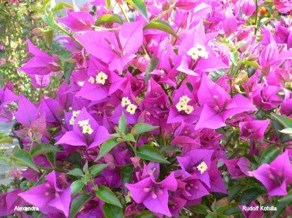 Бугенвіллія Олександра (Bougainvillea Alexandra)