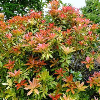 Пієріс японський Форест Флейм (Pieris japonica Forest Flame)