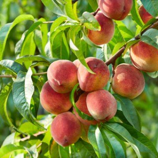 Персик Канадіанс Хармони (Canadians Harmony) [1-річний з відкритим коренем]