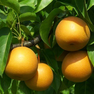 Груша азіатська (китайська) Секуи (Наші) [1-річна з відкритим коренем]