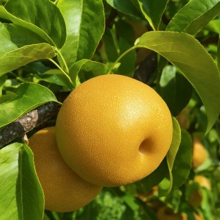 Груша азіатська (китайська) Шинсейкі (Nashi Shinseiki) [1-річна з відкритим коренем]