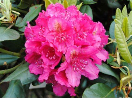 Рододендрон Персис Американ Б'юті (Pearce's American Beauty)