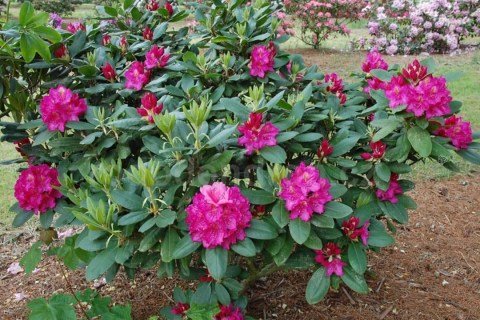 Pearces-American-Beauty-06