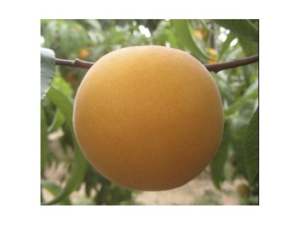 Perkoche-gibrid-persik-abrikos-01