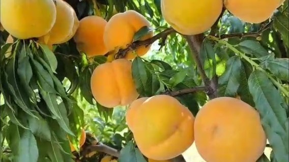 Perkoche-gibrid-persik-abrikos-03