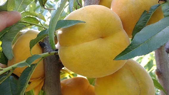 Perkoche-gibrid-persik-abrikos-04