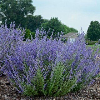 Перовскіа лебедолистна Блю Спайр (Blue Spire) [2-річна в контейнері p9]