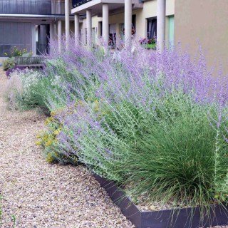 Perovskia_atriplicifolia_01