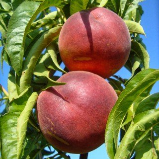 Персик Даймонд Принцес (Dimond Princes) [1-річний з відкритим коренем]