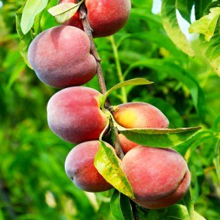 Persik_Daymond_Printsess_03