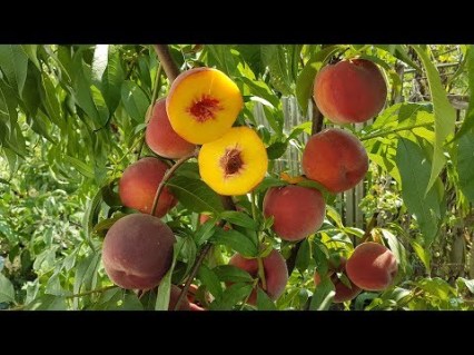 Persik_Daymond_Printsess_04