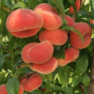 Персик інжирний Плейн Сильвер (Plane Silver) [1-річний з відкритим коренем]