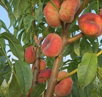 Persik_inzhirnyy_Pleyn Silver_02