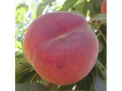 Персик інжирний Плейн Гем (Plane Gem) [1-річний з відкритим коренем]