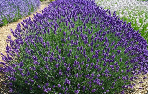 Лаванда Пітер Пен (Peter Pan)